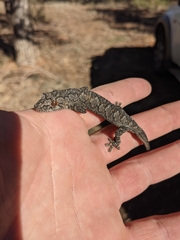 Strophurus intermedius