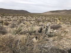 Yucca baccata baccata