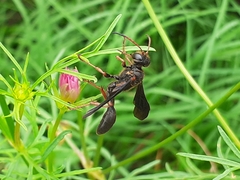 Isodontia exornata
