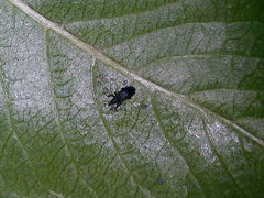 Magdalis ruficornis