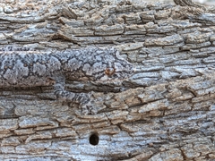 Strophurus intermedius