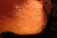 Acarnus erithacus