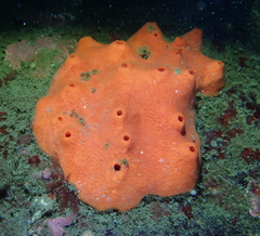 Acarnus erithacus