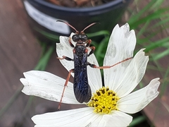 Isodontia exornata