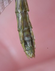 Ophiogomphus incurvatus