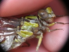 Ophiogomphus incurvatus