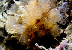 Distaplia occidentalis