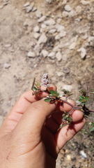 Ceanothus buxifolius