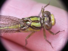 Ophiogomphus incurvatus