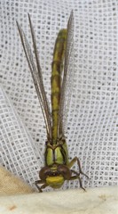 Ophiogomphus incurvatus