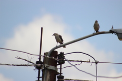 Mimus gilvus