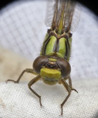 Ophiogomphus incurvatus
