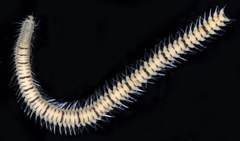 Odontosyllis phosphorea image