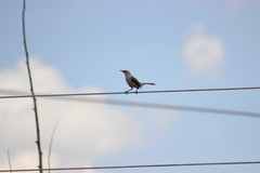 Mimus gilvus