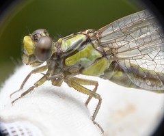 Ophiogomphus incurvatus