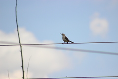 Mimus gilvus