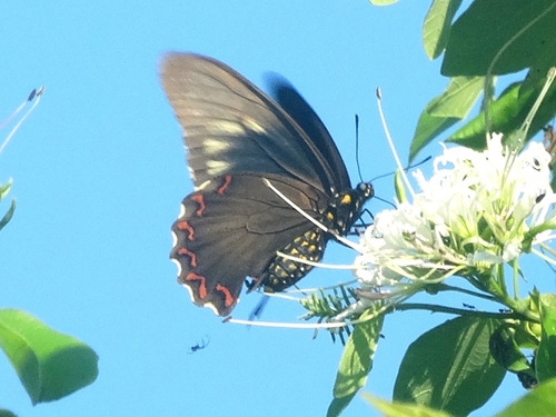 Green-patch swallowtail