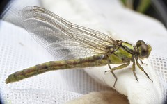 Ophiogomphus incurvatus