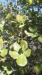 Quercus jonesii
