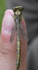 Ophiogomphus incurvatus