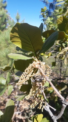 Quercus jonesii