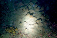 Eudistoma psammion