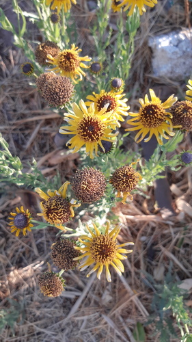 Alkali Sunflower