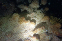Eudistoma psammion