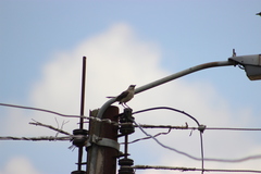 Mimus gilvus