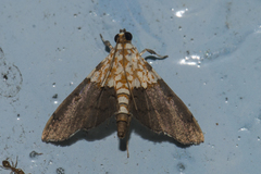 Agrotera basinotata