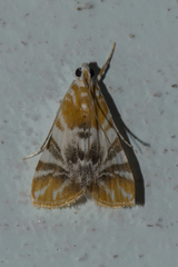 Macaretaera hesperis