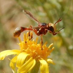Physocephala marginata