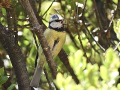 Cyanistes caeruleus calamensis