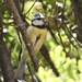 South Greek Blue Tit - Photo (c) Valia Pavlou, some rights reserved (CC BY-NC), uploaded by Valia Pavlou