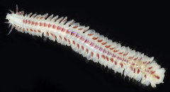 Phyllodocinae