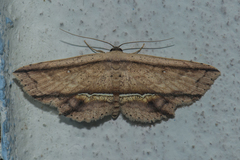 Hyposada ruptifascia