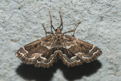 Cymoriza