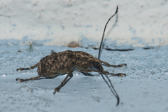 Phloeobius