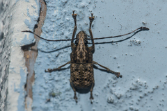 Phloeobius