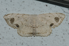 Scopula butleri