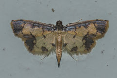Nistra coelatalis