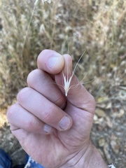 Hordeum murinum glaucum
