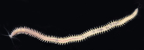 Representative image of Platynereis