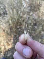Hordeum murinum glaucum
