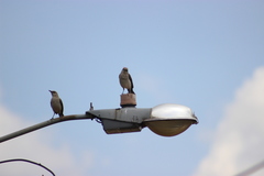 Mimus gilvus
