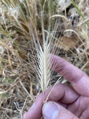 Hordeum murinum glaucum