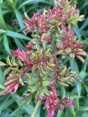 Rose rosette emaravirus