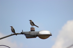 Mimus gilvus