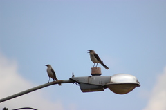 Mimus gilvus