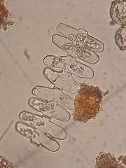 Spondylosium pulchrum